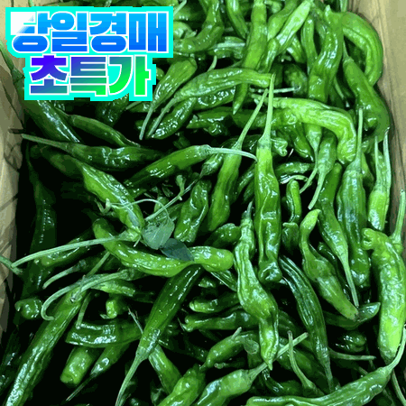꽈리고추 1kg (상, 국내산)