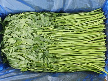 돌미나리 4kg (특, 국내산)