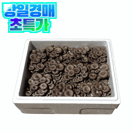 느타리버섯 2kg (특품, 국내산)