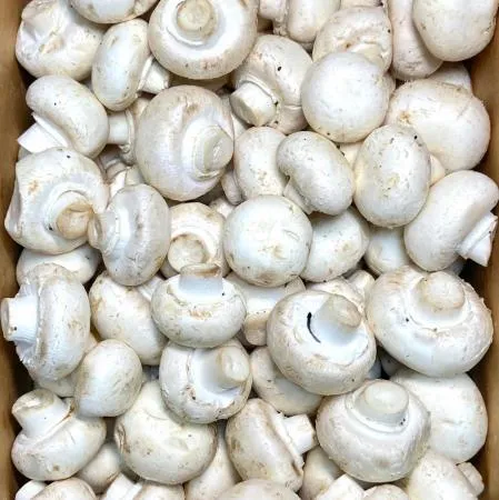 양송이버섯 2kg (국내산)