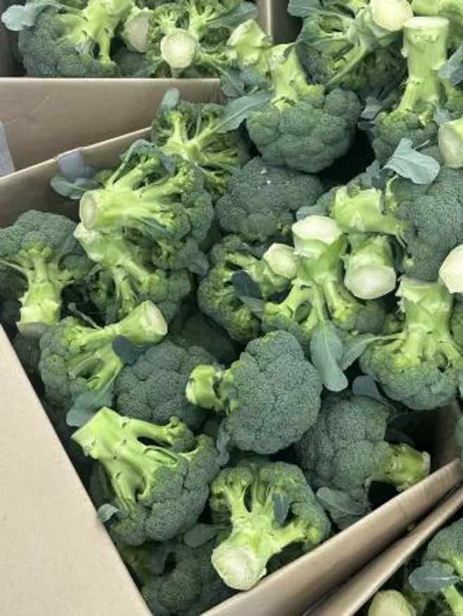 브로콜리 1개 (수입) 이미지