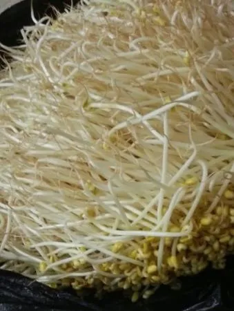 일자 콩나물 3.5kg 이미지
