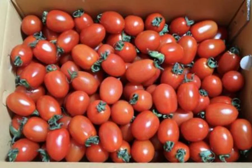 대추방울토마토 4kg (특품, 국내산) 이미지