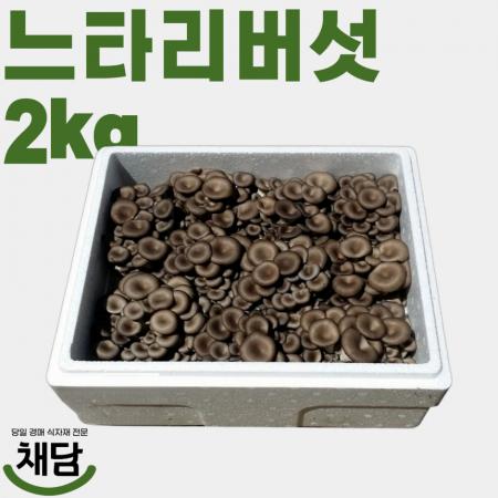 느타리버섯 2kg (특품, 국내산)