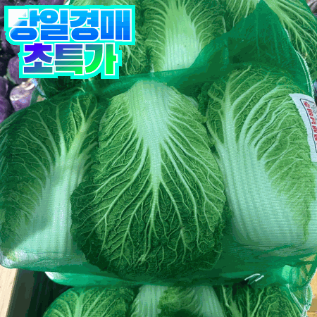 배추 3개입 (52망 특대, 국내산)