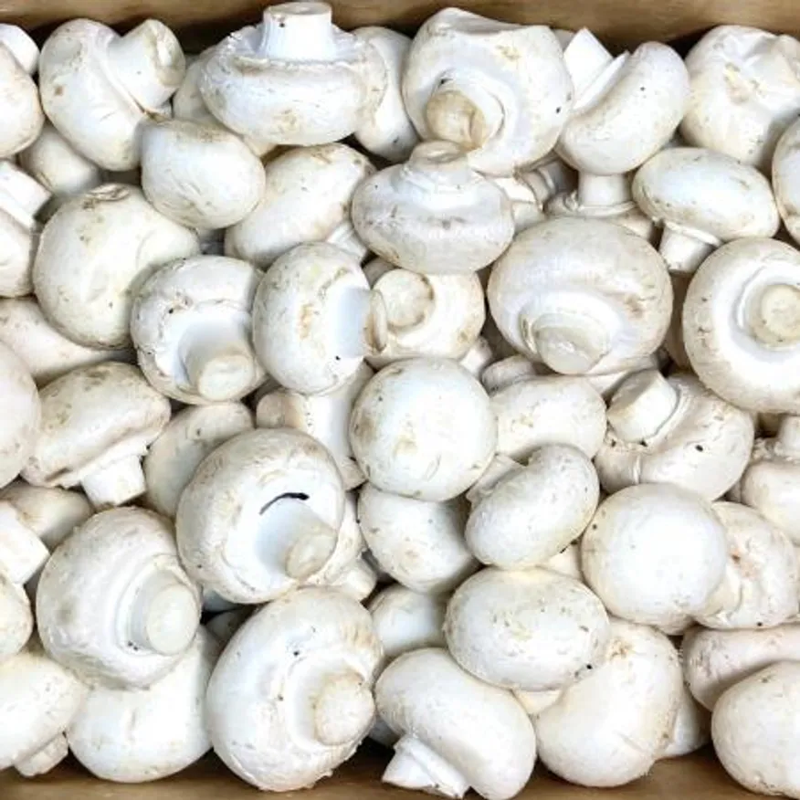 양송이버섯 2kg (국내산) 이미지