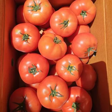 완숙토마토 5kg (1호, 국내산)