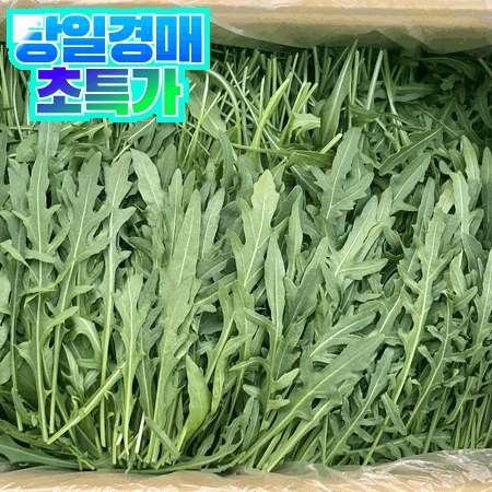 와일드 루꼴라 300g