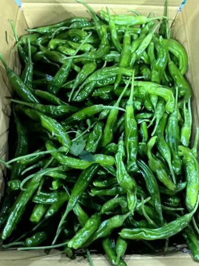 꽈리고추 1kg (상, 국내산) 이미지