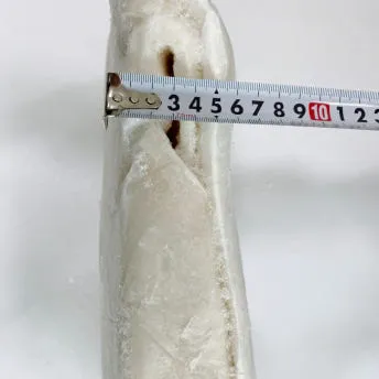 대왕오징어(무라사키)몸통20kg 칠레산 이미지