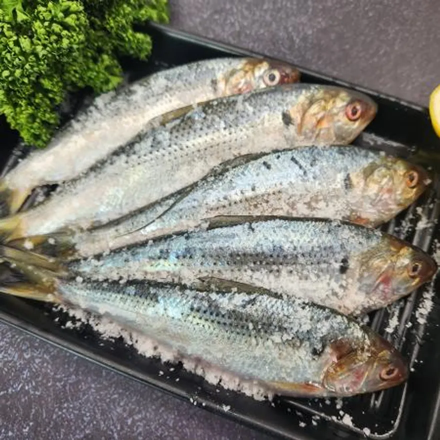 구이용 자연산 전어 2kg 이미지