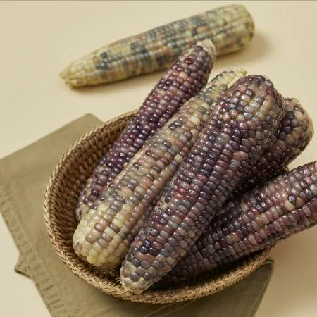 손질없이 간편한 농협 찐 냉동 흑찰옥수수 특품 (15cm 이상)
