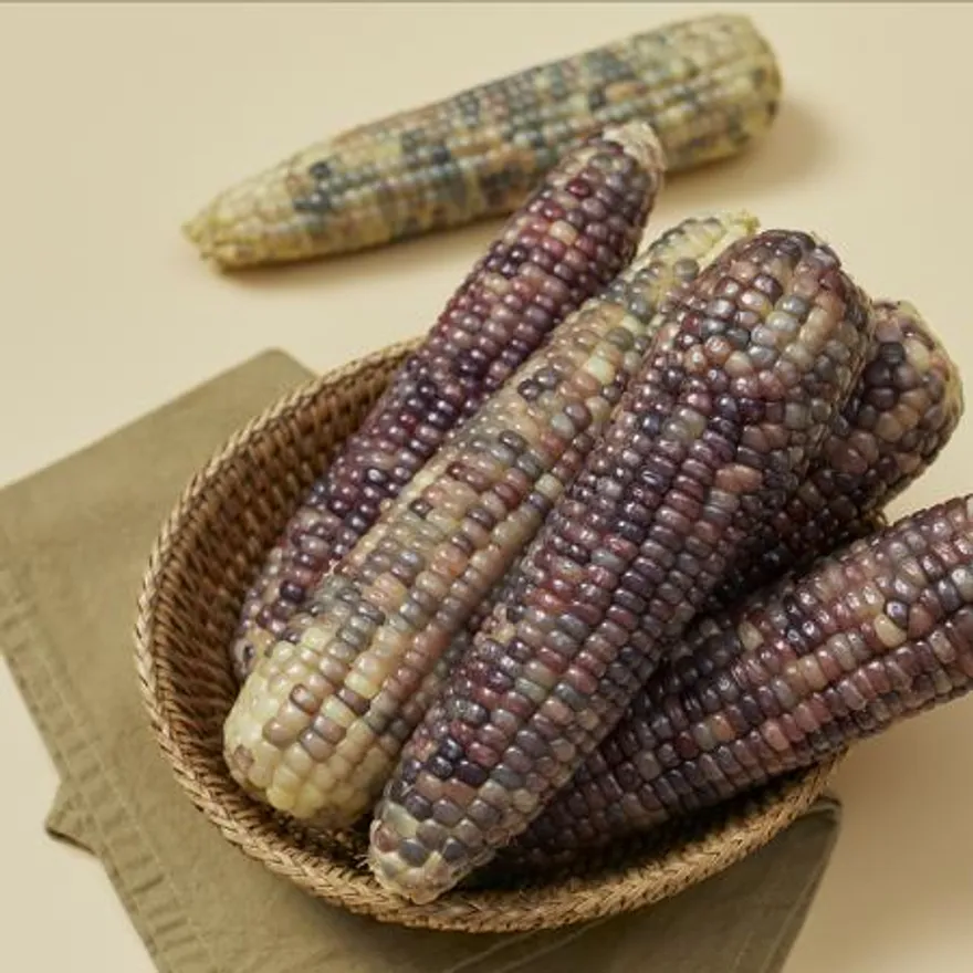 손질없이 간편한 농협 찐 냉동 흑찰옥수수 특품 (15cm 이상) 이미지
