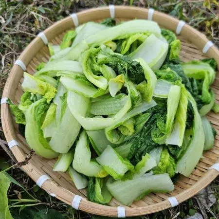 간편하게 사용하는 국내산 삶은 얼갈이 우거지 1kg x 3봉 이미지