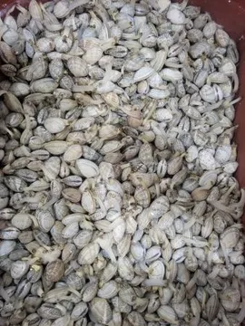 활바지락大 (생물/1kg/중국산)