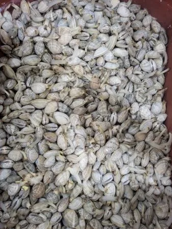 활바지락大 (생물/1kg/중국산)