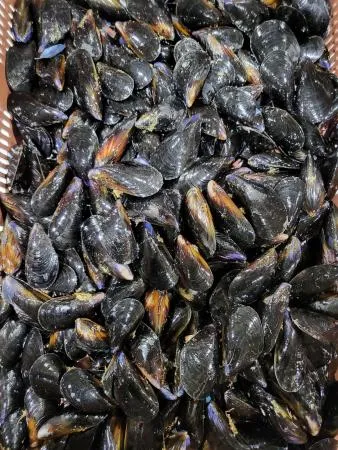 세척 다듬이 피홍합 [10kg]