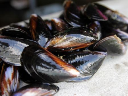 세척 다듬이 피홍합 [1kg]