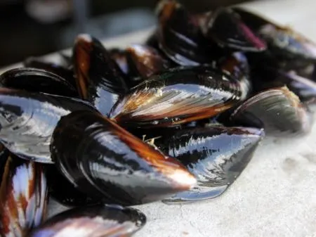 세척 다듬이 피홍합 [1kg]