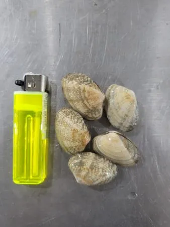 활바지락大 (생물/1kg/중국산) 이미지