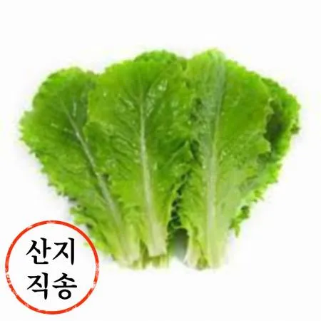 청상추 1kg (특,국내산)