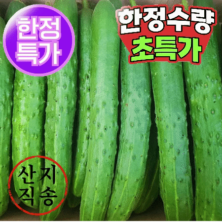 ★초특가★ 청오이 10kg (상,국내산)BOX 청 오이