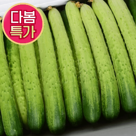 ★초특가★ 백오이 10kg (상,약 50개,국내산)BOX 백 오이