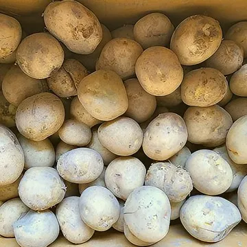 못난이 감자 20kg (개당150g이상) 국산 BOX