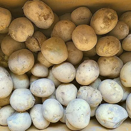 못난이 감자 20kg (개당150g이상) 국산 BOX