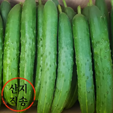 ★초특가★ 청오이 10kg (특,국내산)BOX