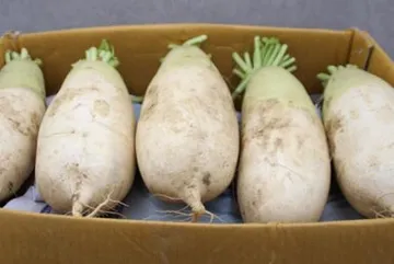 ★초특가★ 흙 무 17kg이상 8-13수 1BOX (특,국내산) 무우