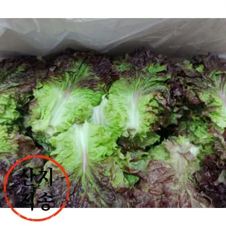 적상추 4kg (상,국내산) 적 상추