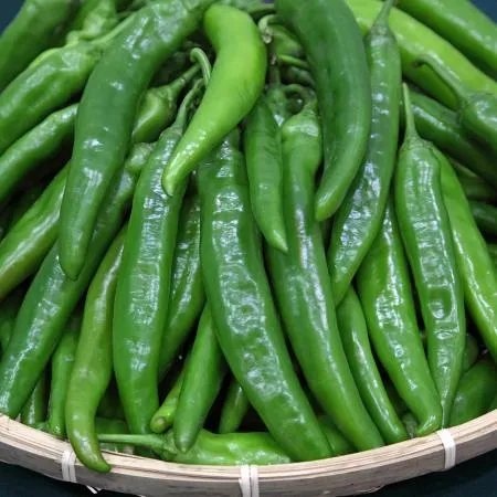 아삭이고추 1kg (상,국내산, 오이고추) 아식이 고추