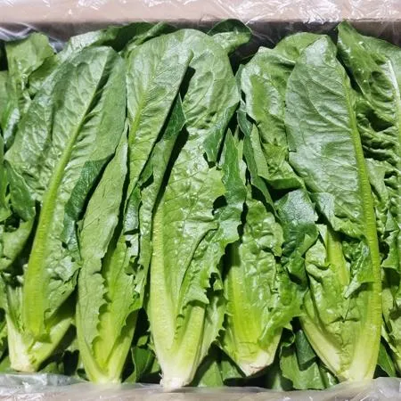 통로메인 2kg (국내산) BOX 채소 야채 로메인 통