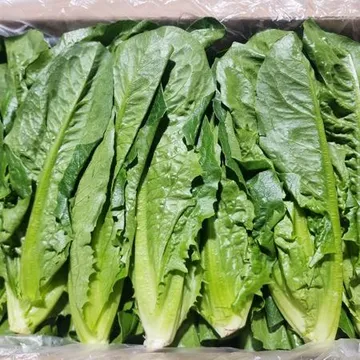 통로메인 2kg (국내산) BOX 채소 야채 로메인 통