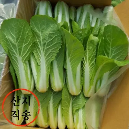 얼갈이 4kg (국내산)BOX