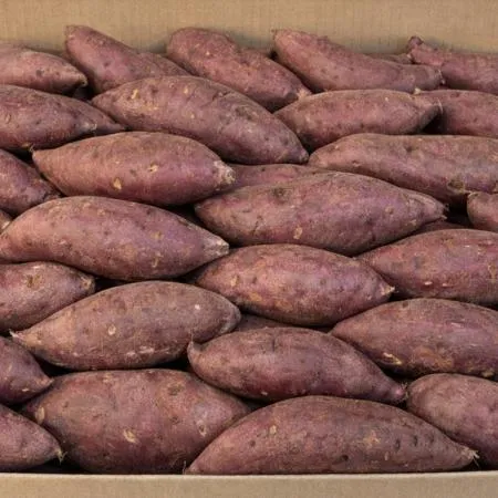 밤 고구마 10kg (개당300g내외,긴왕,국내산)BOX