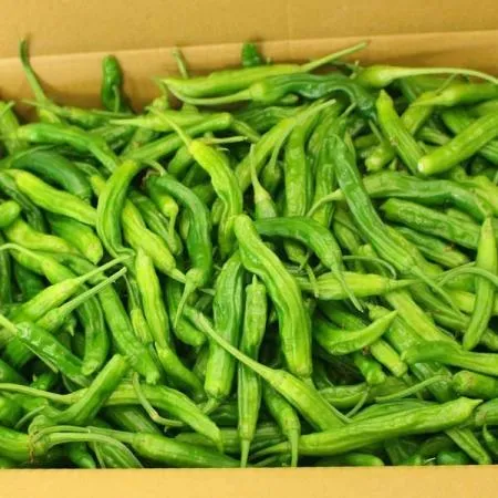 꽈리고추 4kg (특,국내산) BOX