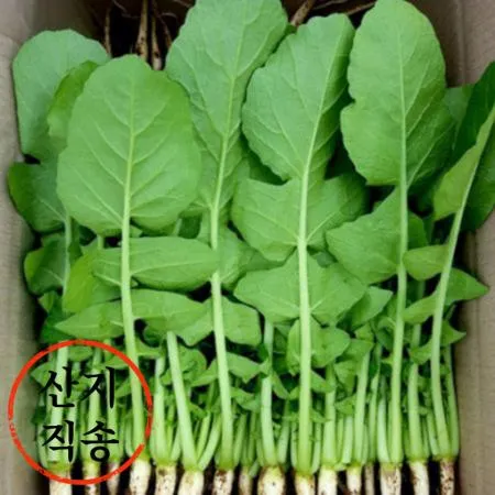 열무 4kg (국내산)BOX