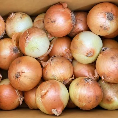양파 10kg내외 (240g내외,국산) BOX