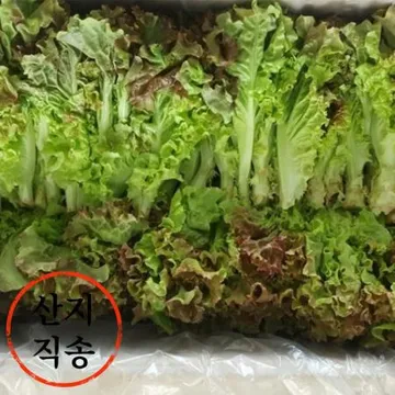 쫑상추 4kg (국내산)BOX 쫑 상추