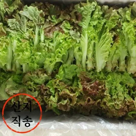 쫑상추 4kg (국내산)BOX 쫑 상추