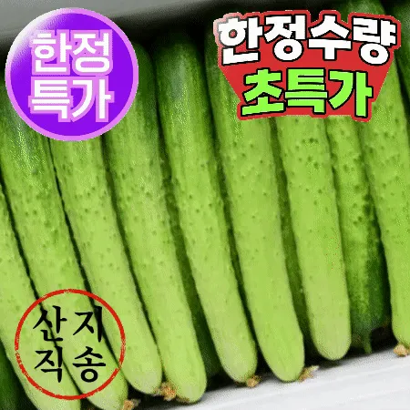 ★초특가★ 백오이 10kg (특,약 50개,국내산)BOX 백 오이