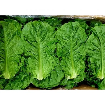 청상추 4kg (상,국내산)BOX 청 상추