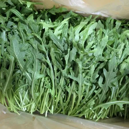 와일드 루꼴라 1kg