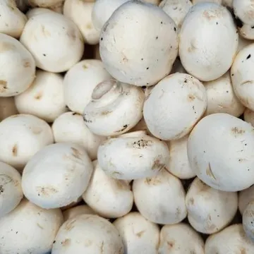 양송이버섯 1kg (특,국내산) BOX