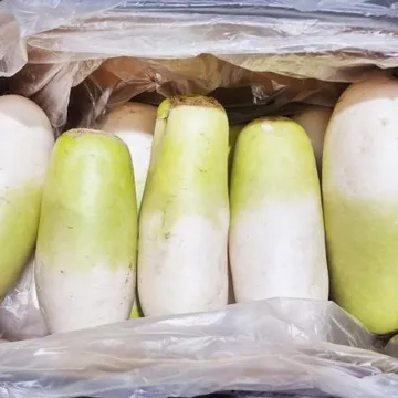 ★초특가★ 제주 무 17kg이상 8-13수 1BOX (특,국내산) 무우