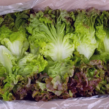 적상추 4kg (상,국내산) 적 상추