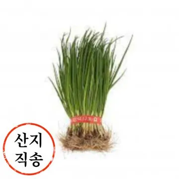 흙 쪽파 1단 (국내산)