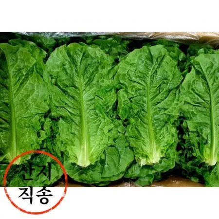 청상추 4kg (특,국내산)BOX 청 상추 이미지